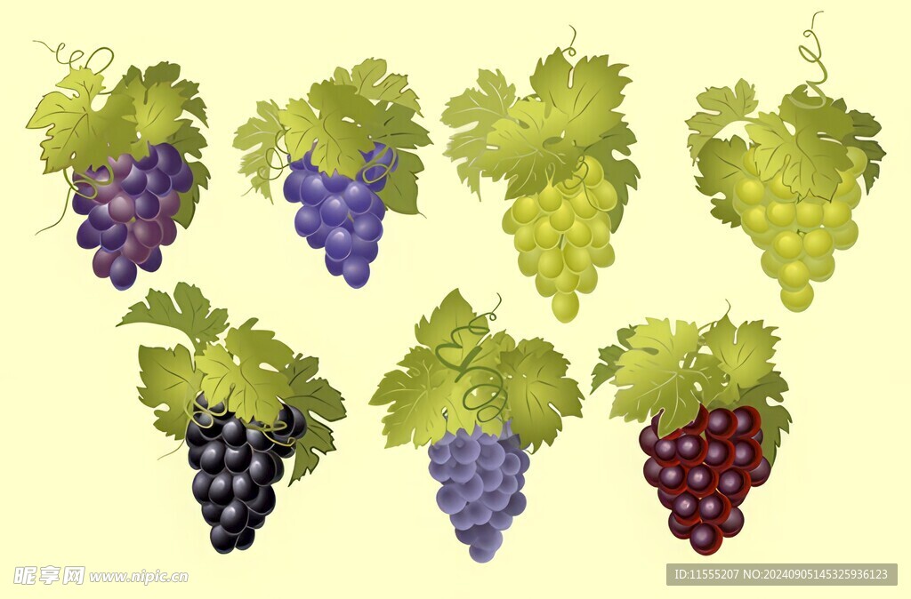 紫色葡萄叶子藤蔓植物水彩插画