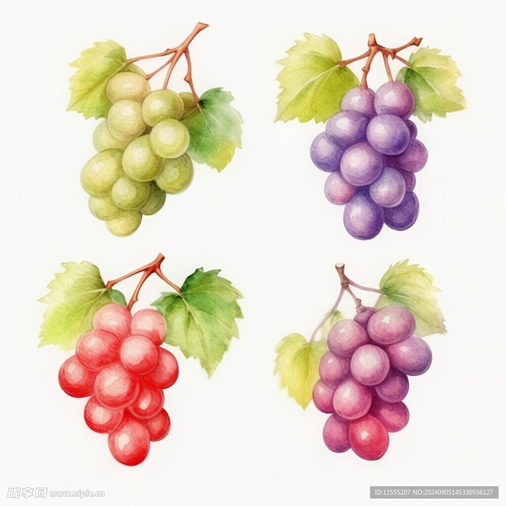 紫色葡萄叶子藤蔓植物水彩插画