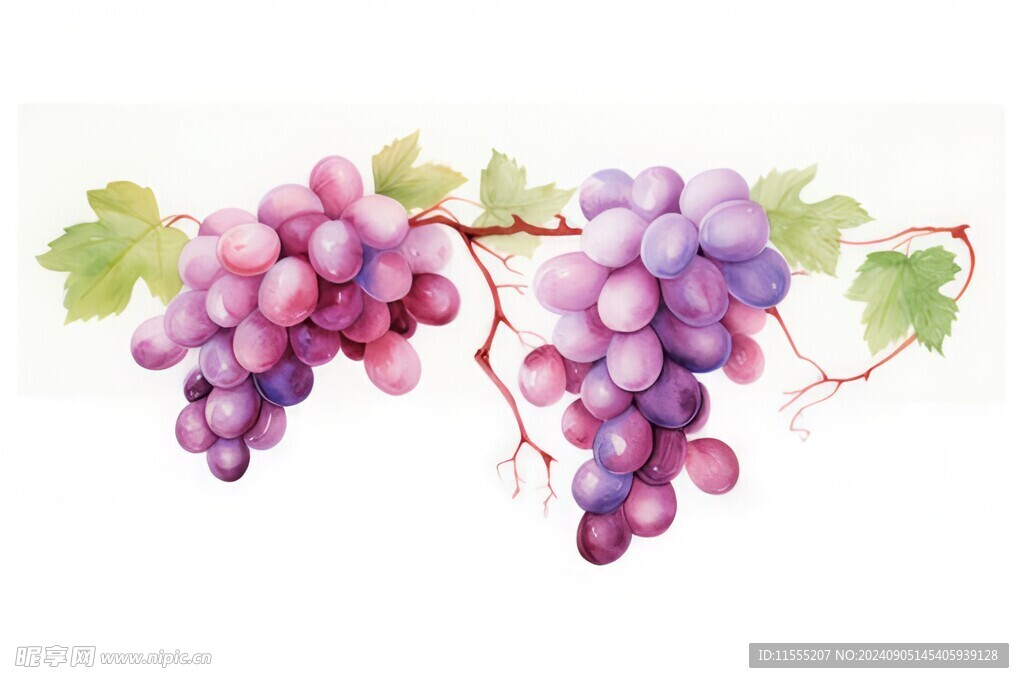 紫色葡萄叶子藤蔓植物水彩插画