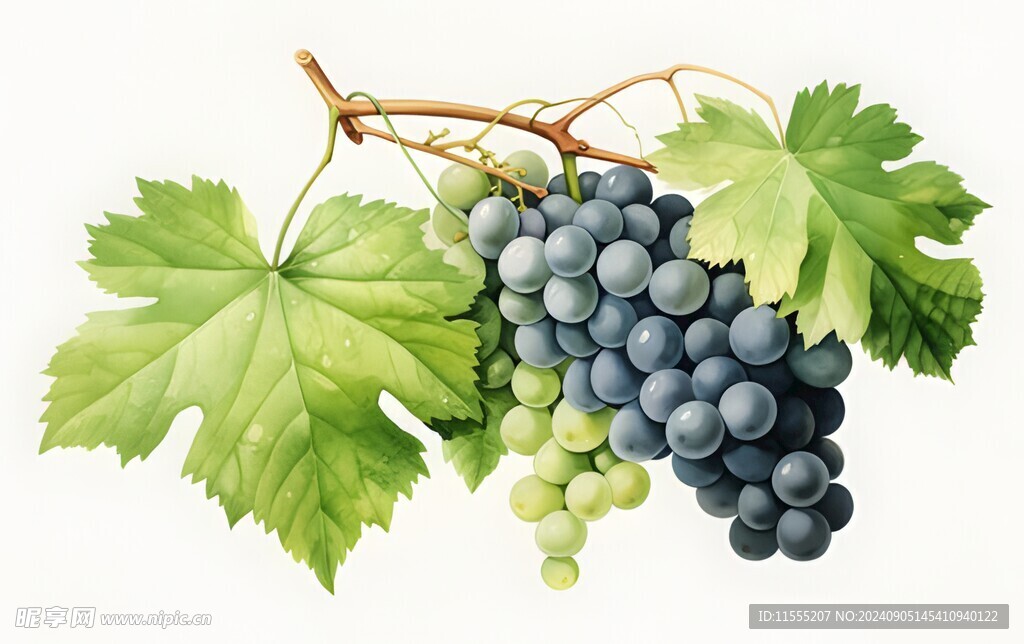 紫色葡萄叶子藤蔓植物水彩插画