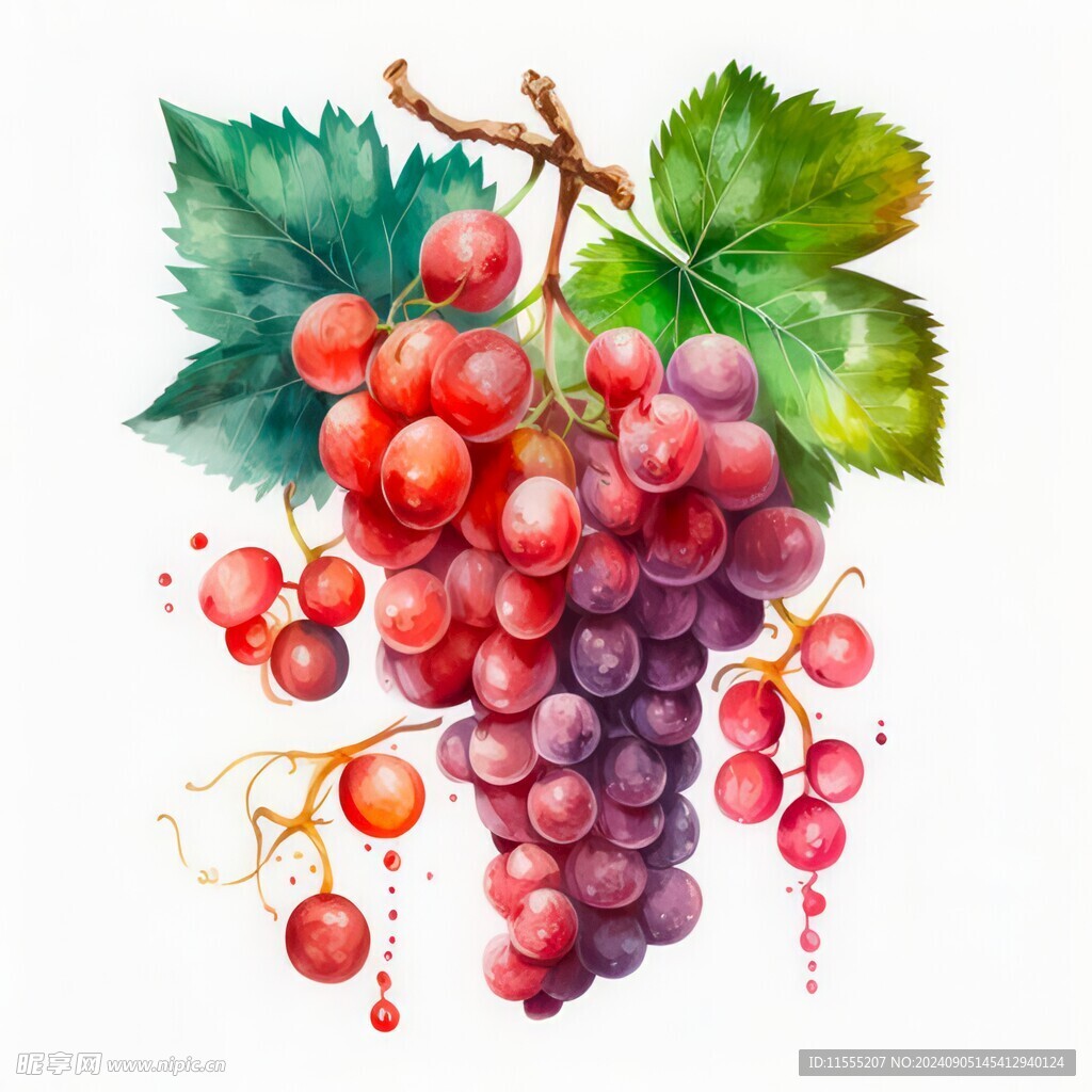 紫色葡萄叶子藤蔓植物水彩插画