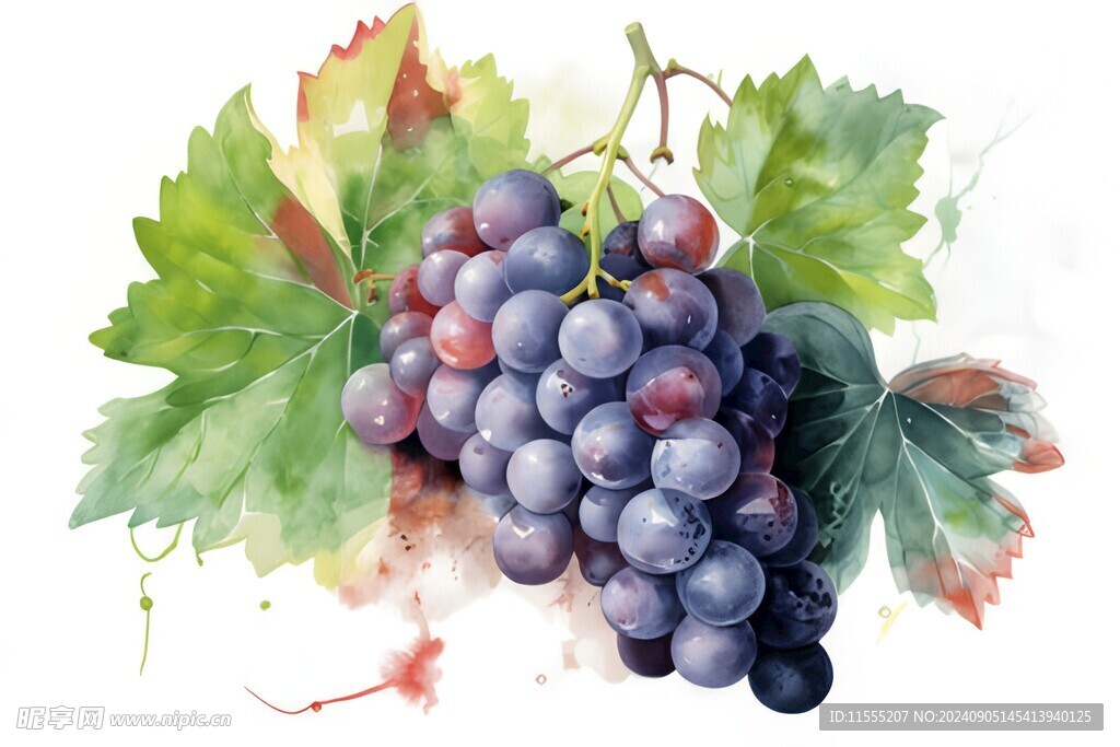 紫色葡萄叶子藤蔓植物水彩插画