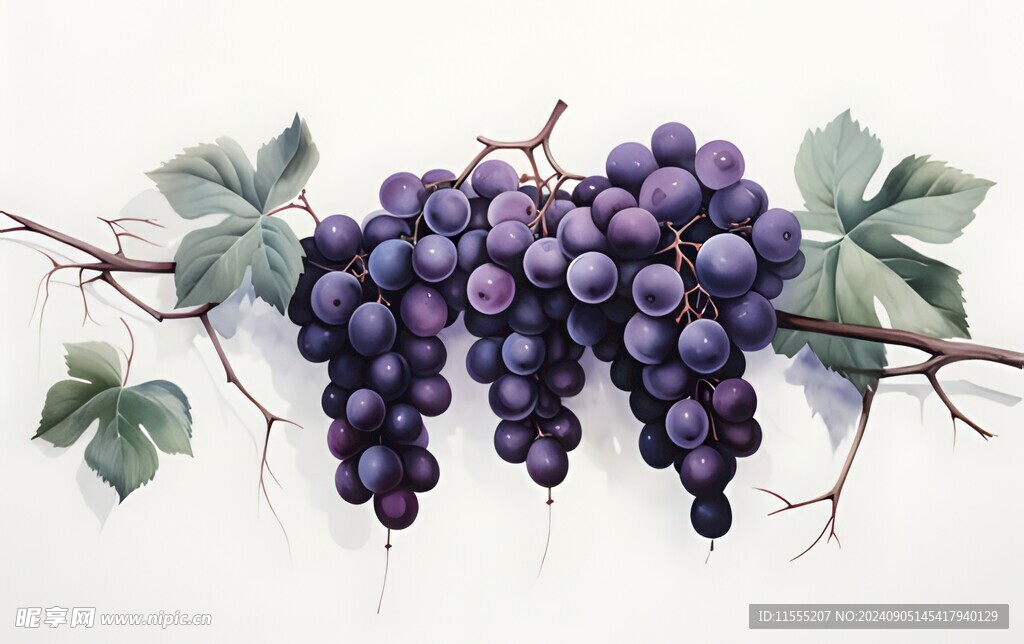 紫色葡萄叶子藤蔓植物水彩插画