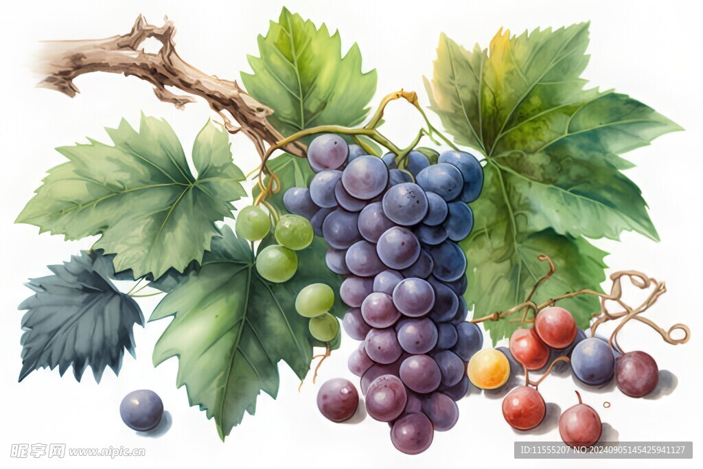 紫色葡萄叶子藤蔓植物水彩插画