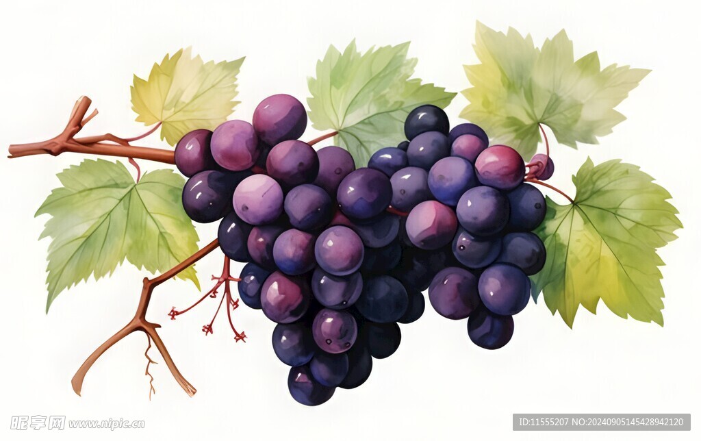 紫色葡萄叶子藤蔓植物水彩插画