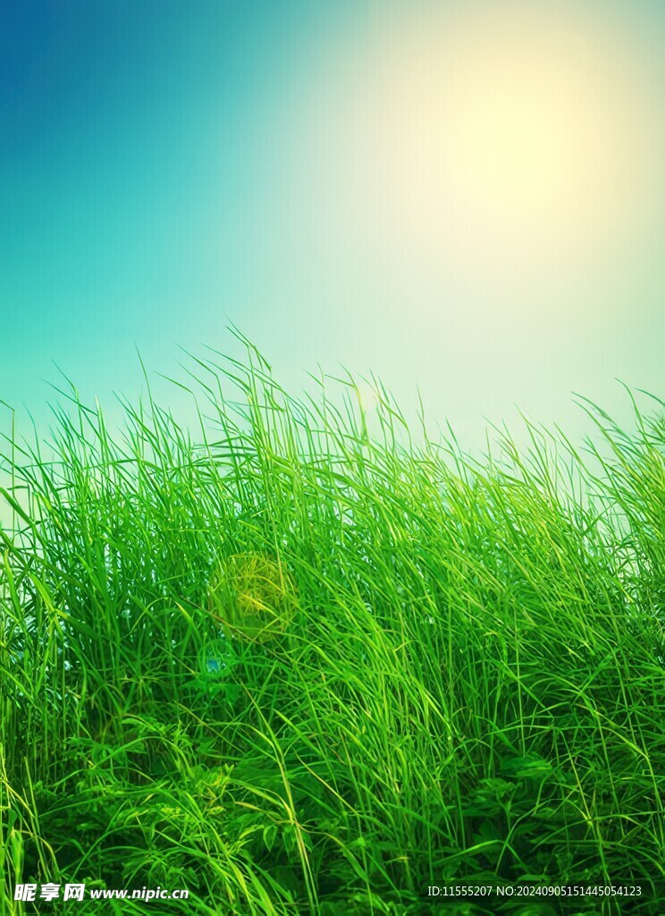 户外景色草地蓝天白云背景图