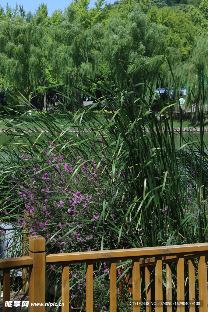 公园风景  