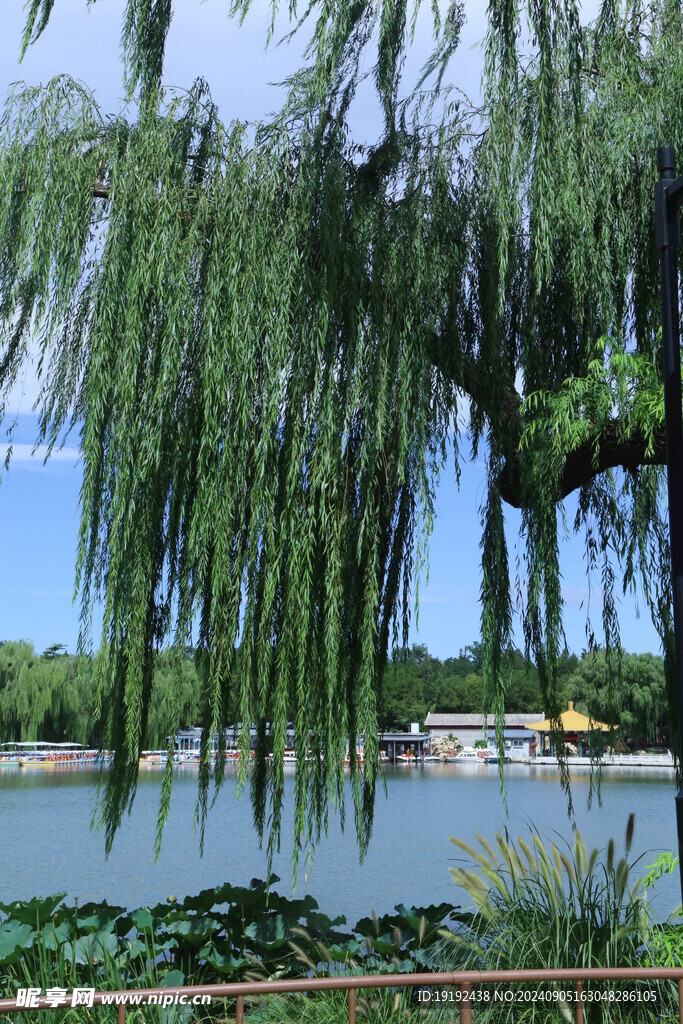 公园风景 
