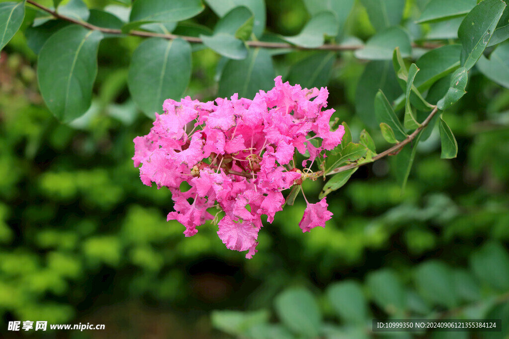 紫薇花