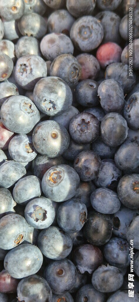 蓝莓