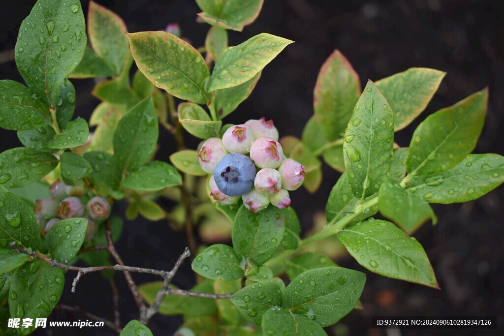 蓝莓