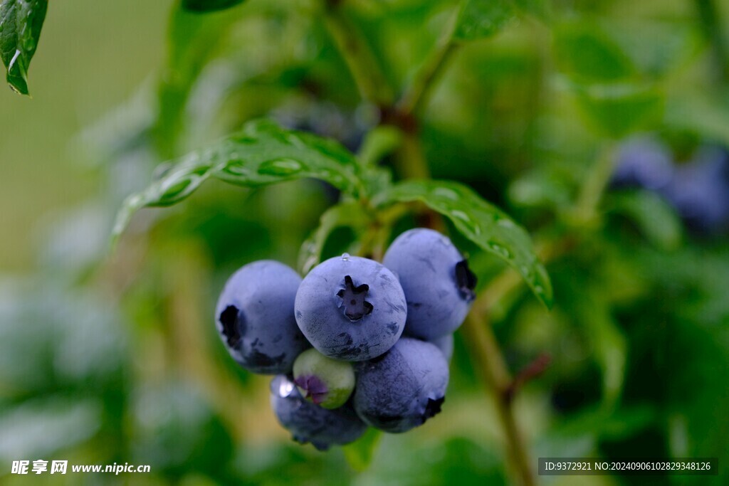 蓝莓
