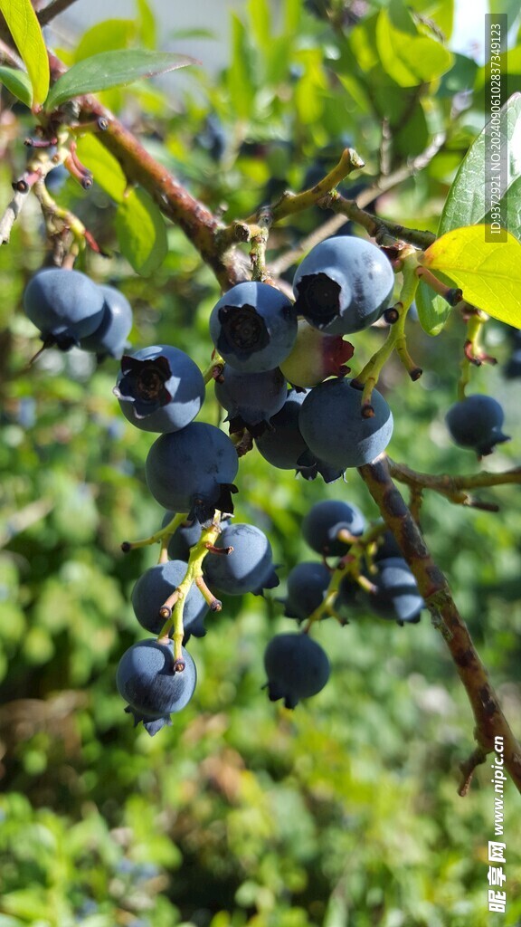 蓝莓