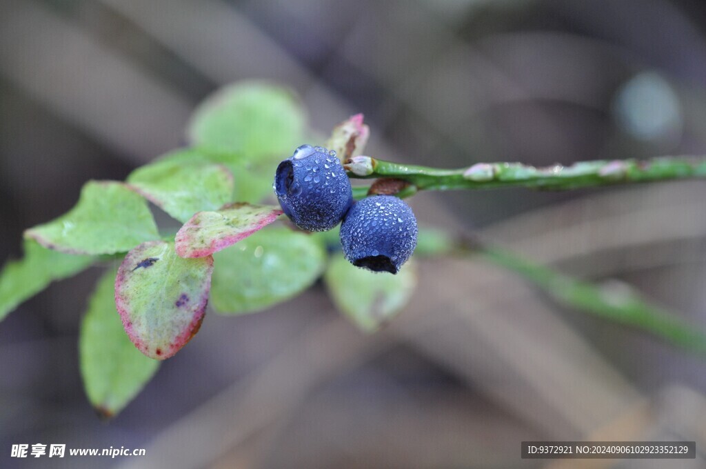 蓝莓