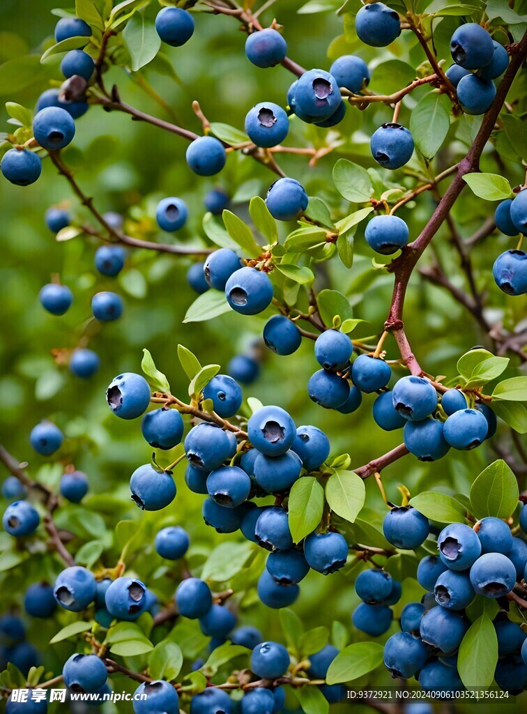 野生蓝莓