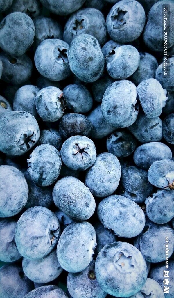 蓝莓