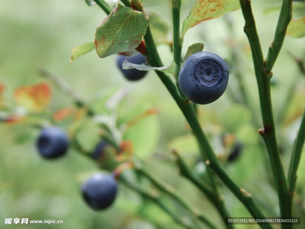 蓝莓