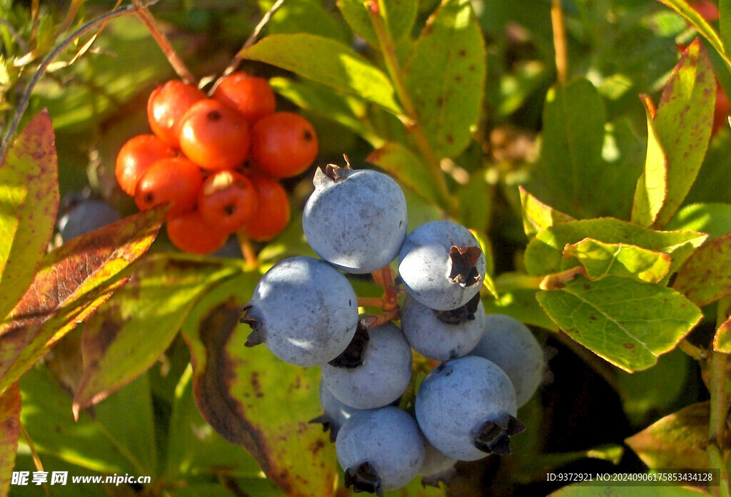 蓝莓