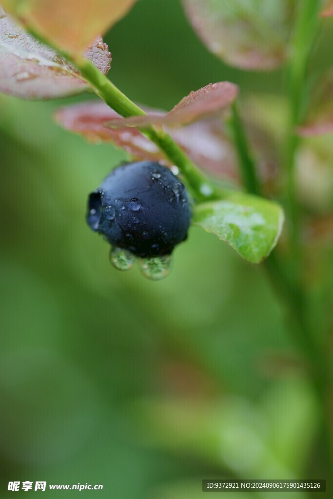 蓝莓