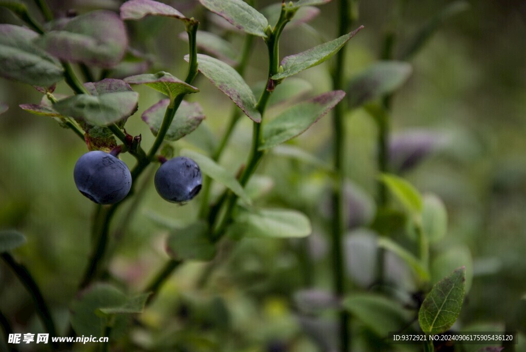 蓝莓
