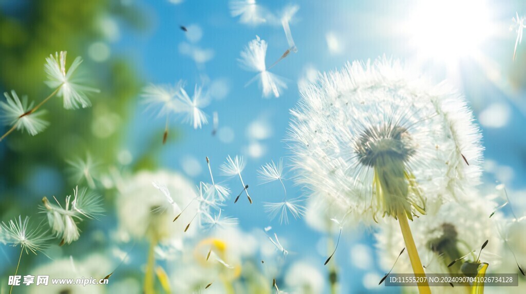 创意草地露珠蓝天吹散的蒲公英