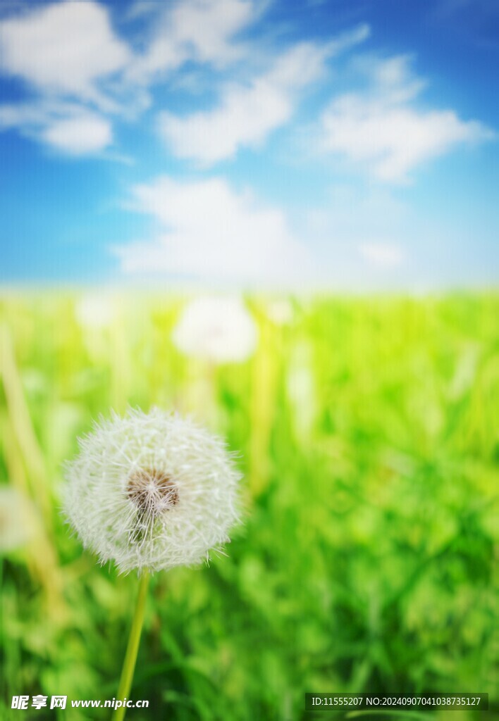 创意草地露珠蓝天吹散的蒲公英