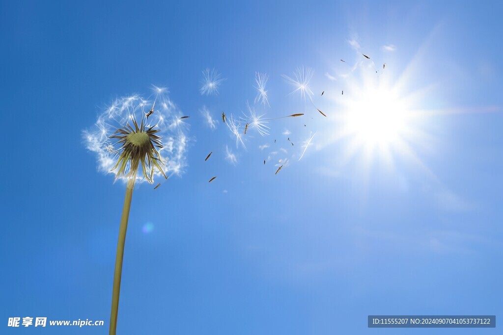 创意草地露珠蓝天吹散的蒲公英