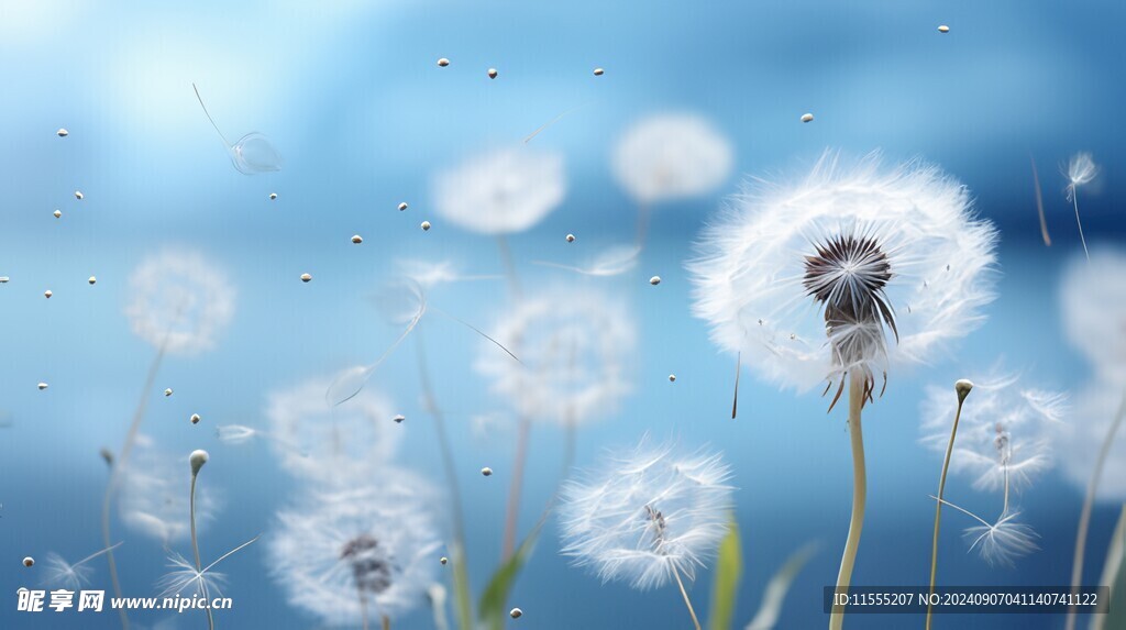 创意草地露珠蓝天吹散的蒲公英