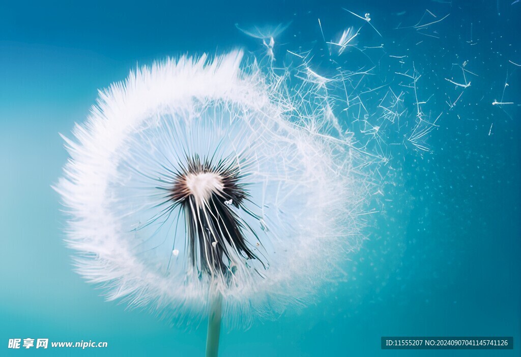 创意草地露珠蓝天吹散的蒲公英
