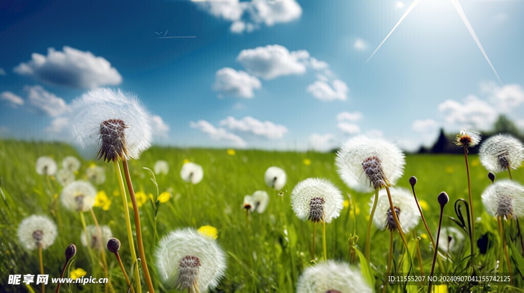 创意草地露珠蓝天吹散的蒲公英