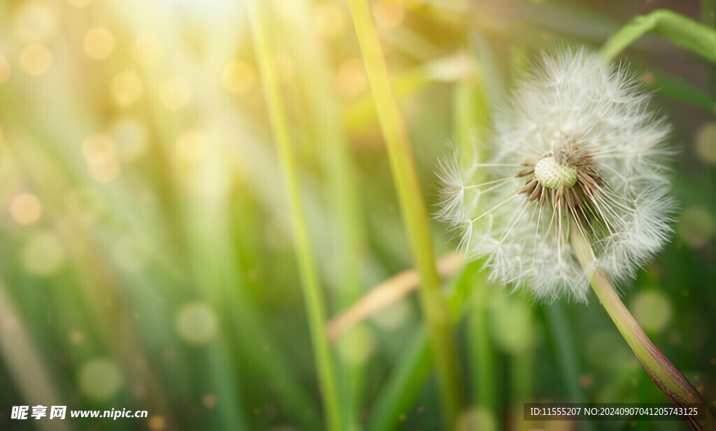 创意草地露珠蓝天吹散的蒲公英