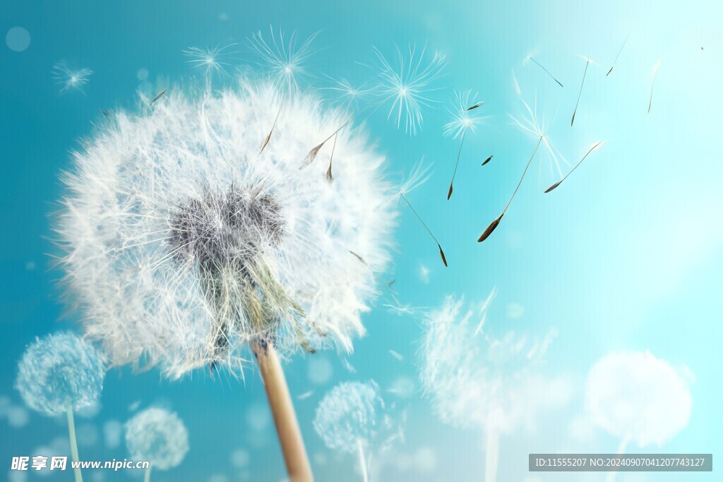 创意清晨吹散的蒲公英小伞种子