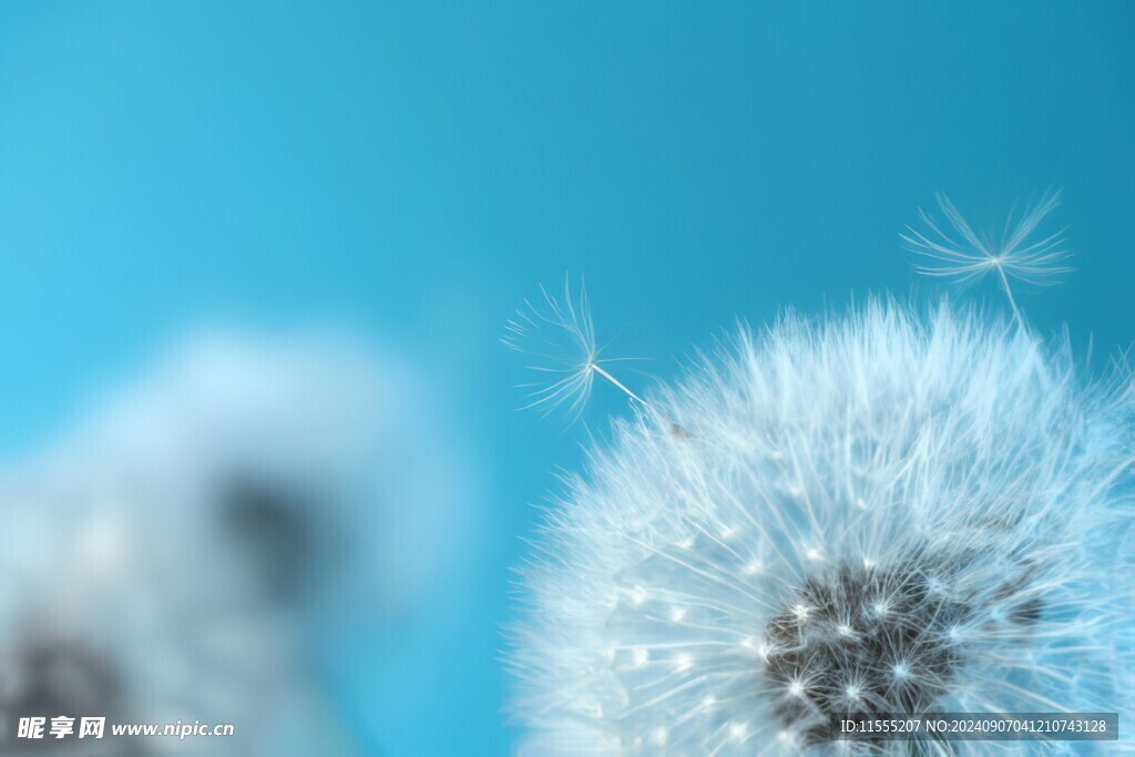 创意清晨吹散的蒲公英小伞种子