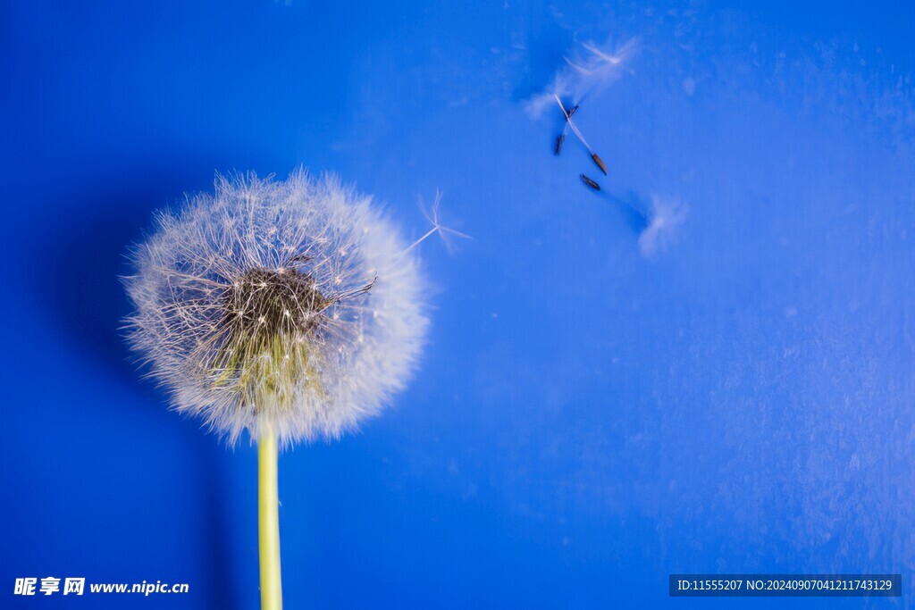 创意清晨吹散的蒲公英小伞种子