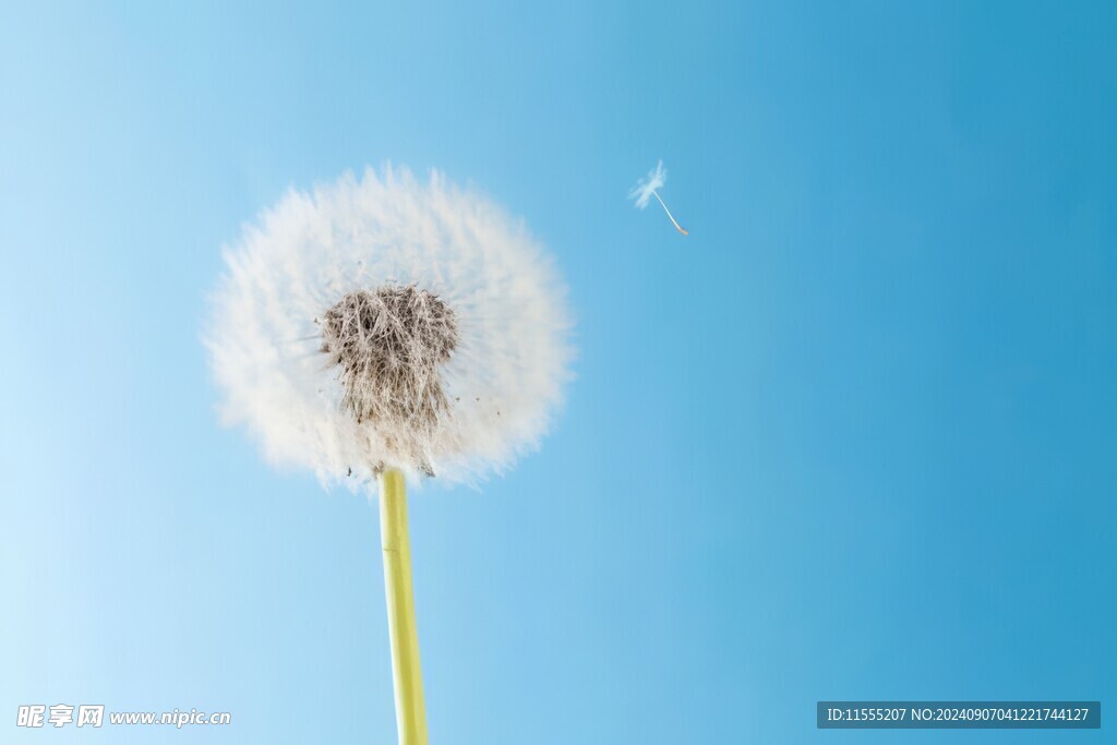 创意清晨吹散的蒲公英小伞种子