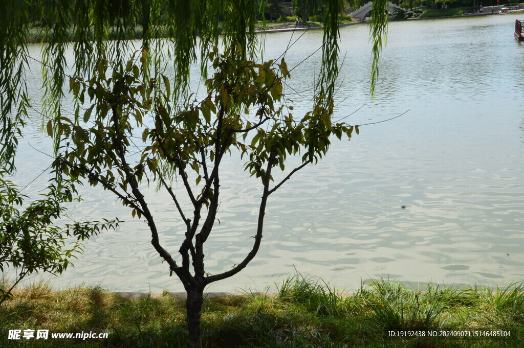 公园风景  