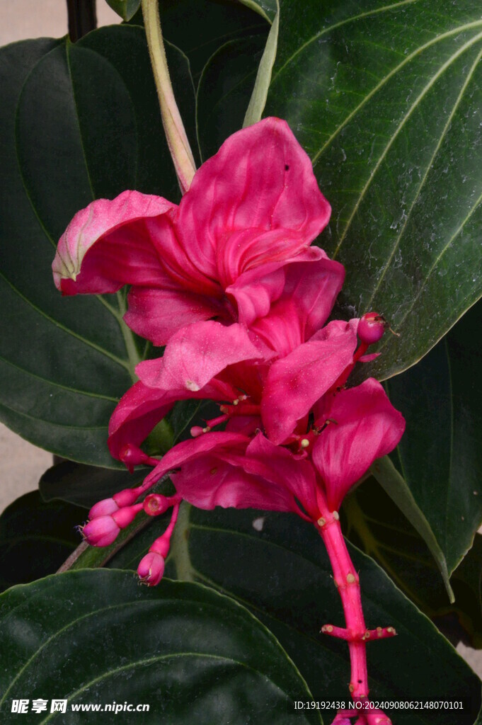 宝莲灯花  