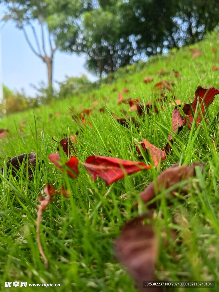 公园一角落叶
