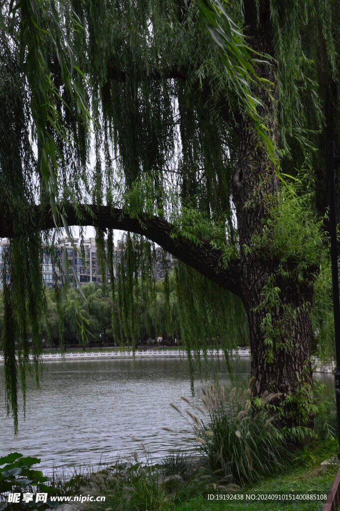 公园风景 