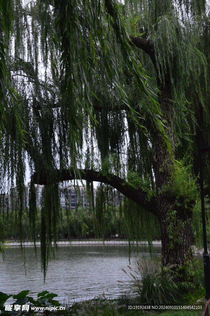 公园风景  