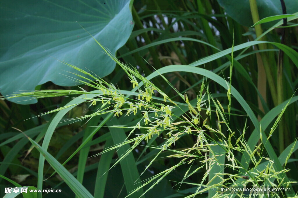 草菰花穗 