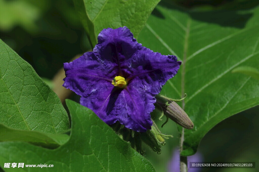 蓝花茄  
