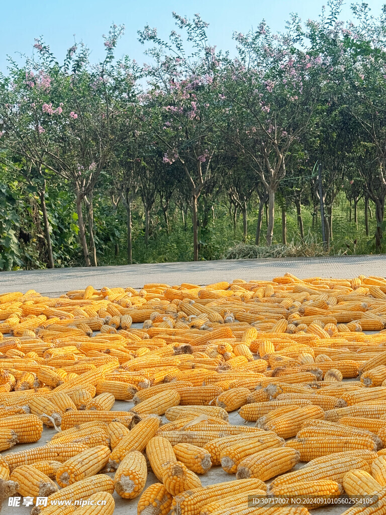 晒玉米