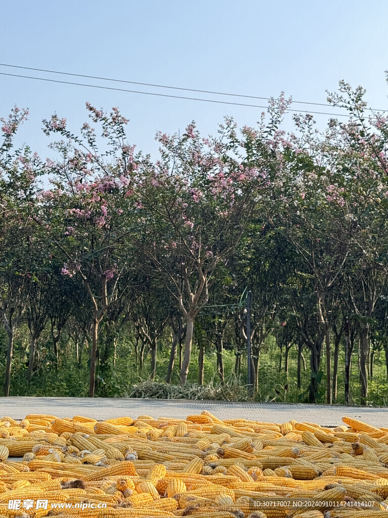 晒玉米