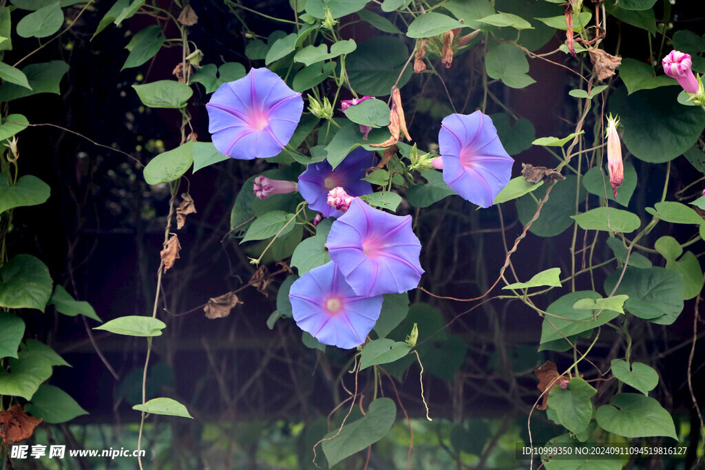 牵牛花