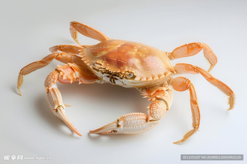 金秋高级食材大闸蟹螃蟹图片