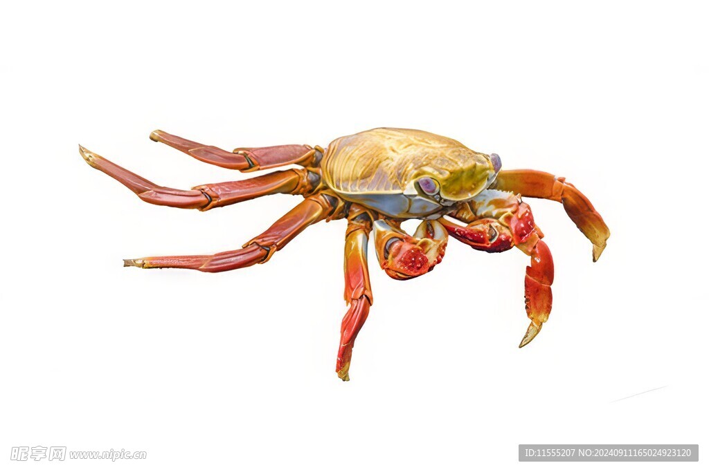 金秋高级食材大闸蟹螃蟹图片