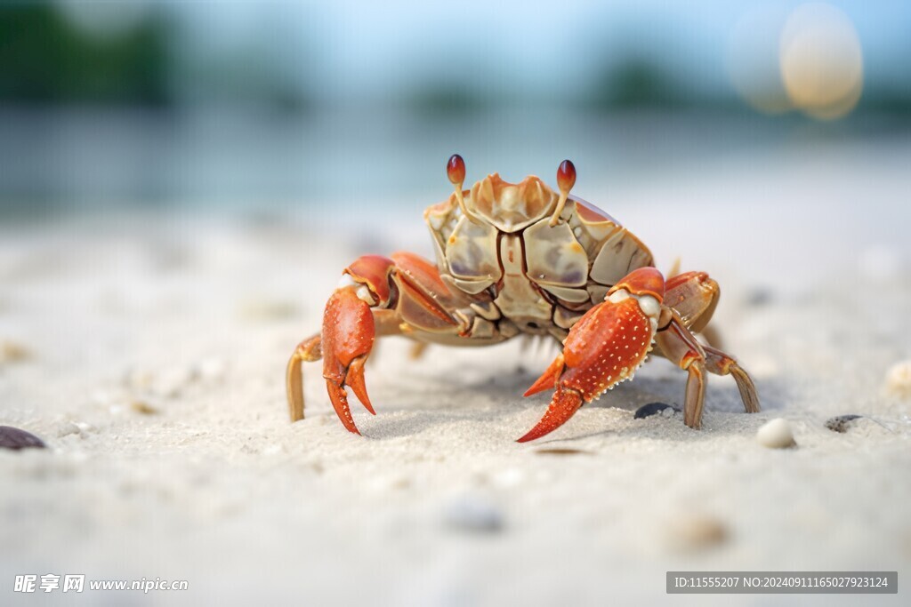 金秋高级食材大闸蟹螃蟹图片