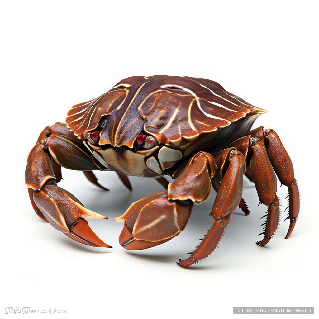 金秋高级食材大闸蟹螃蟹图片