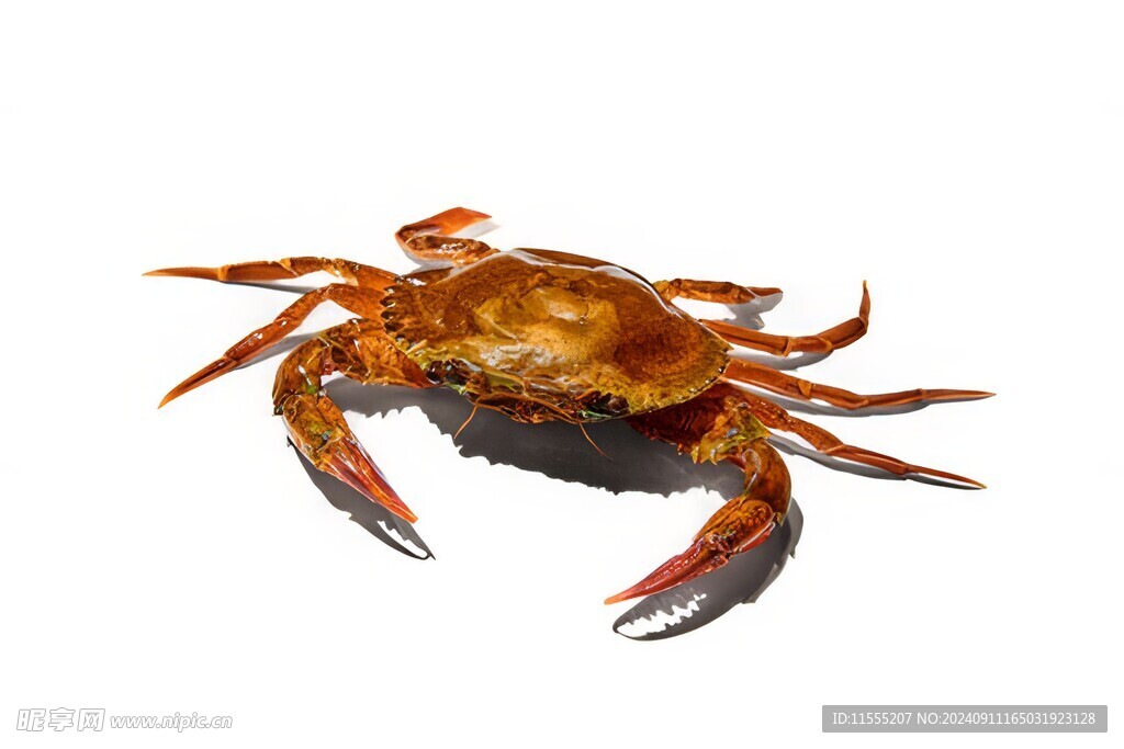 金秋高级食材大闸蟹螃蟹图片